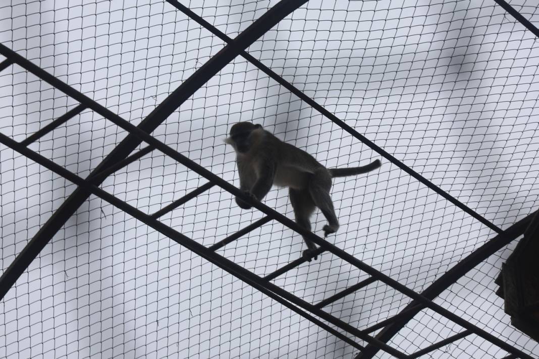 Firari Örümcek Maymunu Konya'daki hayvanat bahçesine getirildi 3